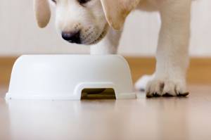 Feeding Puppies: When to Start with Water and Wet Food