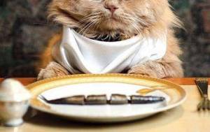 Food Allergies in Cats