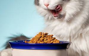 Grain Free Cat Food: Is It Right Choice for Your Pet?