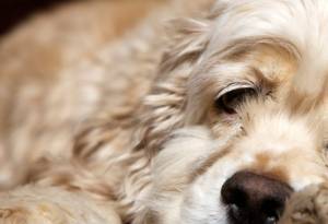 Immune-Mediated Hemolytic Anemia (IMHA) in Dogs