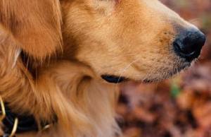 Laryngeal Paralysis in Dogs: Symptoms and Treatments
