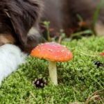 Are Mushrooms Poisonous to Dogs?