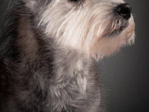 Older (Senior, Geriatric) Dogs: Normal Aging and Expected Changes