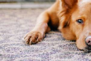 Dog Scratching Carpet