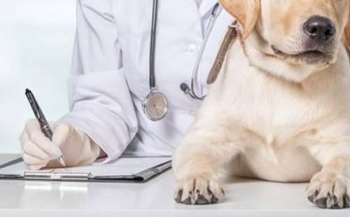 How to Taper Off Prednisone Dog Dosage