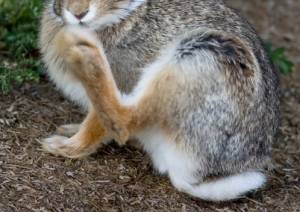 Why Rabbits Stomp Their Feet?