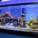 Saltwater or Reef Aquarium Refugiums: Pros and Cons