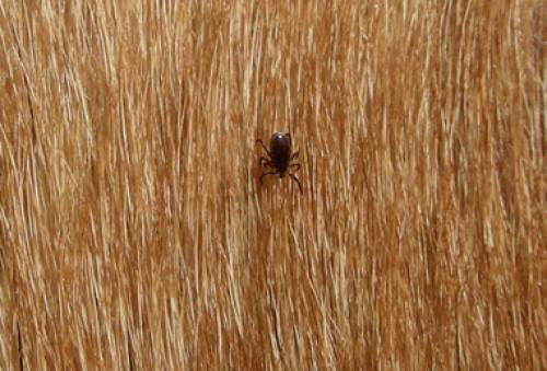 My Dog Keeps Getting Ticks: Best Way to Protect Your Dog From Ticks