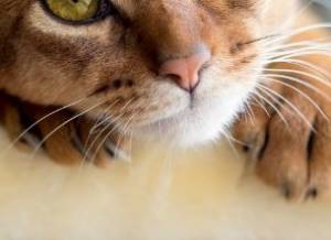 Upper Respiratory Infection in Cats