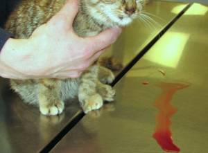 Blood in Cat Urine: Causes and Remedies