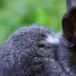 What Causes Rabbits to Change Color