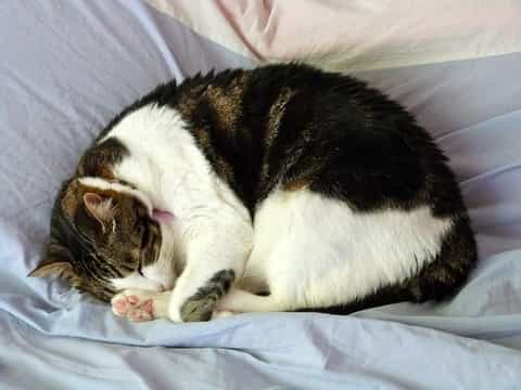Cat snores while sleeping