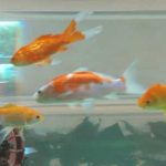 Goldfish feeding in water tank