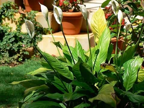 Are Peace Lilies Poisonous to Cats? - Pet Health