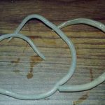 roundworm in cats - treatment