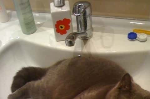 Cat in sink waiting for water
