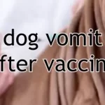 dog vomit after vaccine