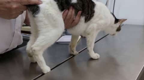 Cat lost about 20% of weight and has blood mucus in stool.