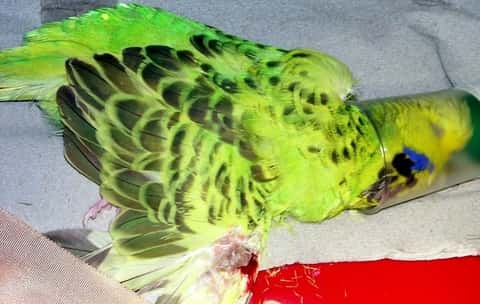 Parrot fever has many of the symptoms that you might associate with the flu