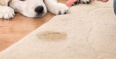 Dogs mark for various reasons. Unfortunately, once they start it can quickly become a pattern – urinating small amounts in very specific areas around the house.