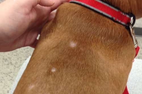 Dog Has Dry Flaky Skin And Scabs Causes And Remedies Pet Health