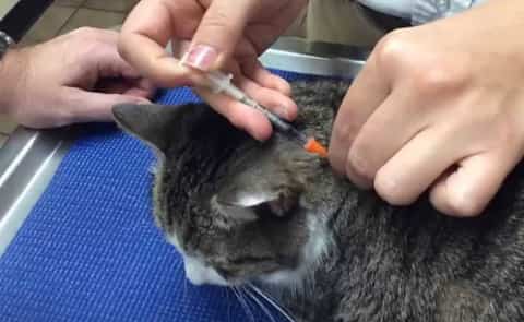 Insulin shot to adult cat