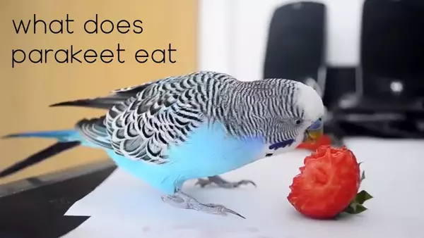 what does parakeet eat
