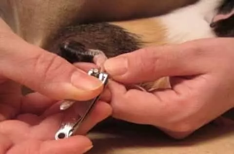 Guinea Pig’s Nails Clipping Procedure