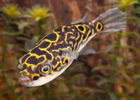freshwater puffer fish care