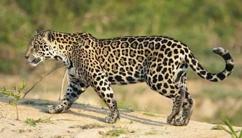 Wild cat (Jaguar) as pet in US