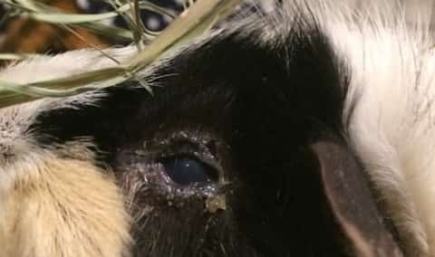 guinea pig crusty eyes