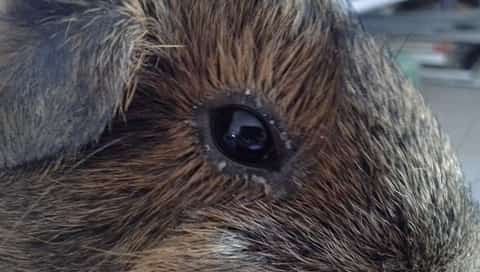 guinea pig crusty eyes 