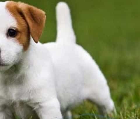 What You Can Do for a Puppy With Diarrhea - Pet Health