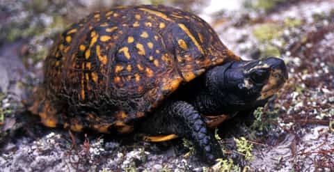 Adult gulf coast box turtle