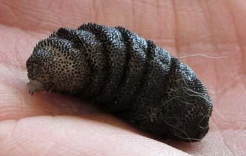 Image of wolf worm, removed from kitten