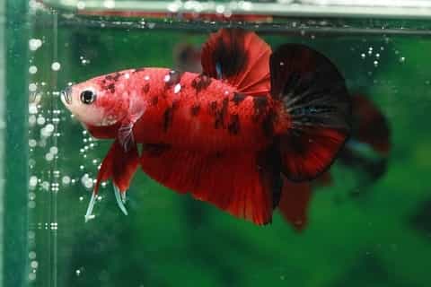Red and Black betta fish in water tank