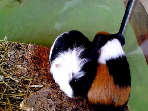 guinea pigs teeth chattering 