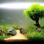 Live Plants in Fish Tank