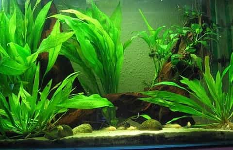 live plant aquarium 