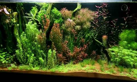 live plant aquarium - ground cover