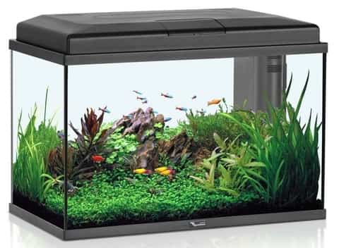 small fish tank size 