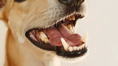 what do i do if my dog has a loose tooth