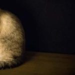 Symptoms and Causes of Roundworms in Cats