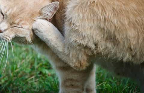 Itchiness in cat no fleas