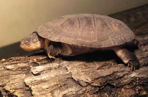 african aquatic sideneck turtle 