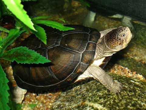 african aquatic sideneck turtle