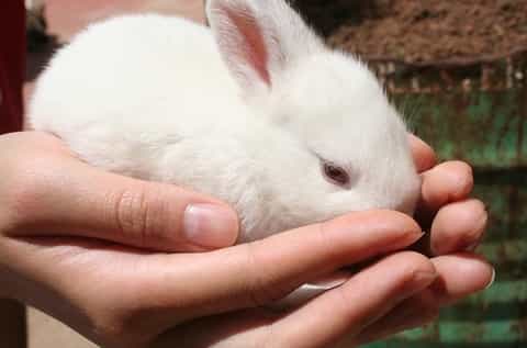 Rabbit as a pet - is it expensive?