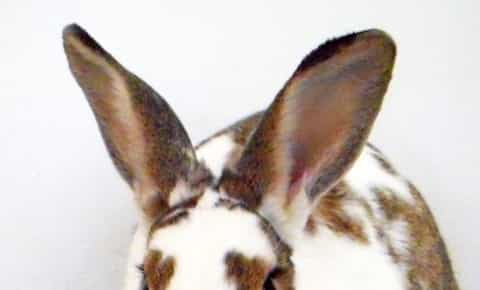 Rabbit as a pet - healthcare