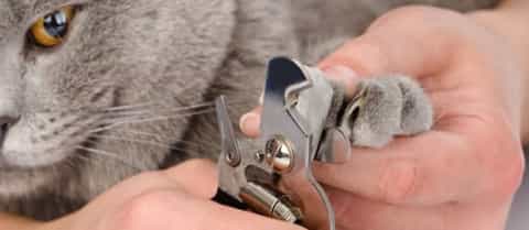 Trimming cat's nails