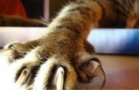 Cat's nails